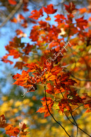 Ltd Edition-Fall leaves