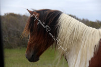 Ltd. Edition-Assateague Pony