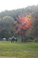 Ltd. Edition-Fall Ponies